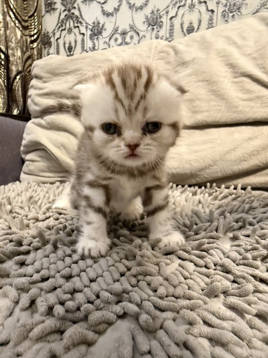 Продам котят породимстых