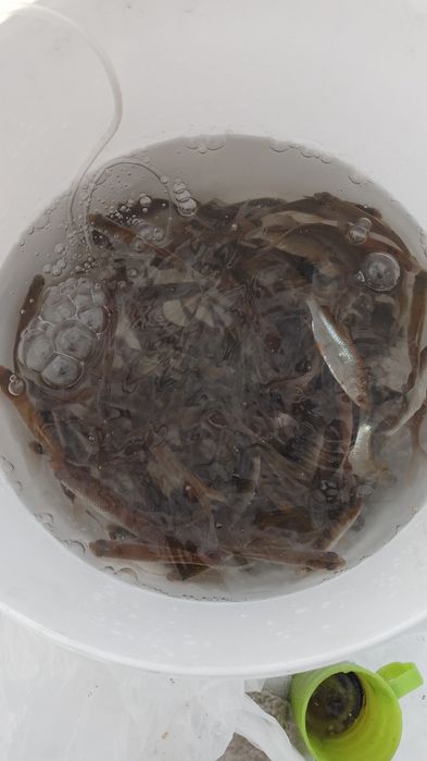 Живец в наличии сорожка