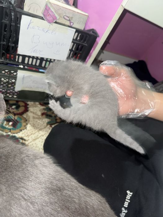 Scotic fold jinsi erkak ayol soglom tugilganiga 1 oy boldi