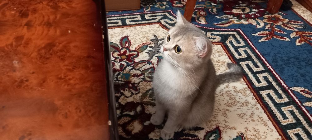 Продается кошка с двумя котятами серебристая шиншила