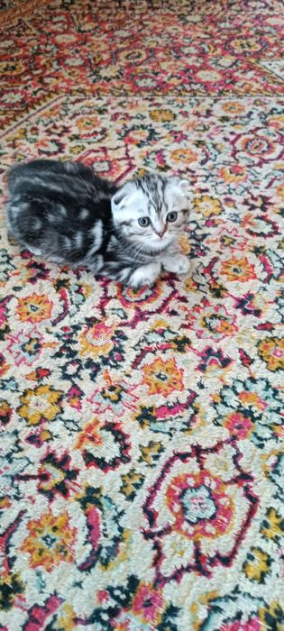 Котята шотландцы