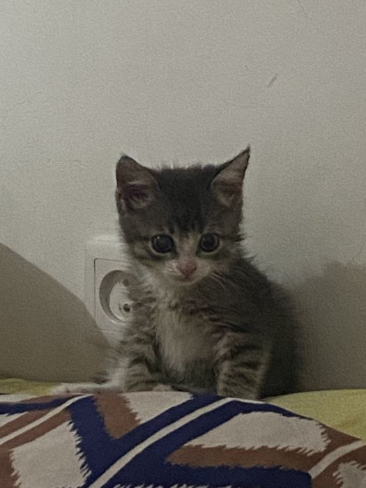 Котёнок маленький