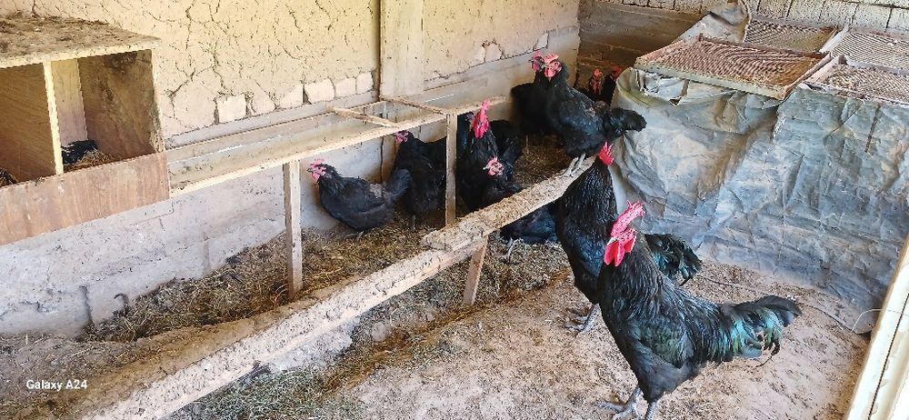 Qora shaxzoda tuxumlari sotiladi.