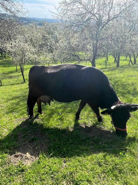 Vaca buna de lapte