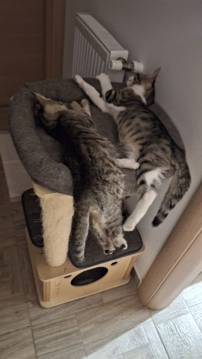 Spre adoptie  pui pisica fratiori