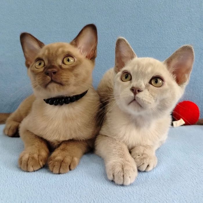 Котята породы бурма