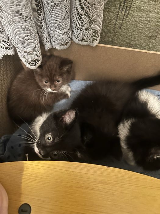 Котенки в добрые руки