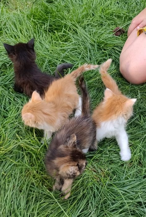 Бесплатно отдам котят