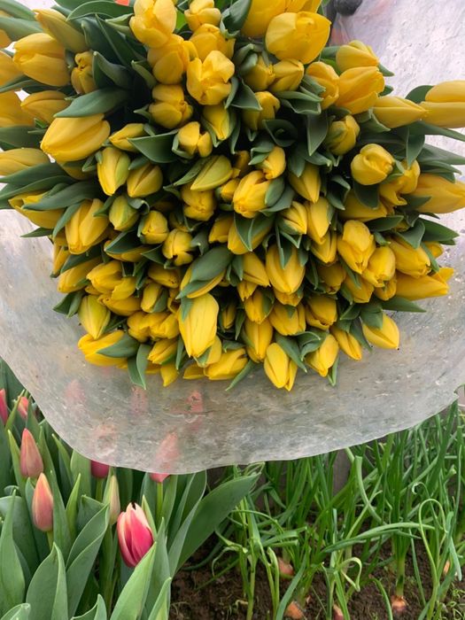 тюльпаны голандские