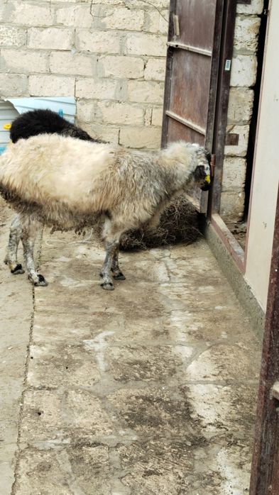 Екі қой бар ақ қара