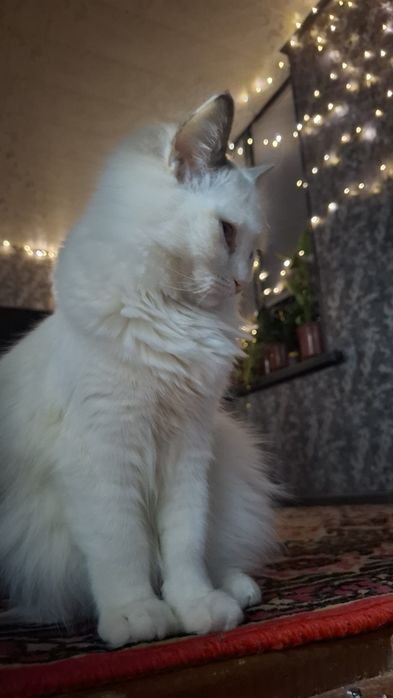 Продётся чистокровная Кошка Regdoll