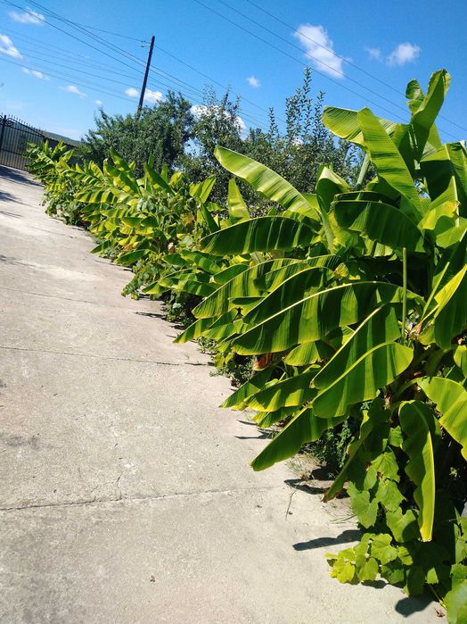 Bananieri de vânzare