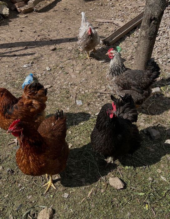 кокошки оргпингтон катунски (яйца)