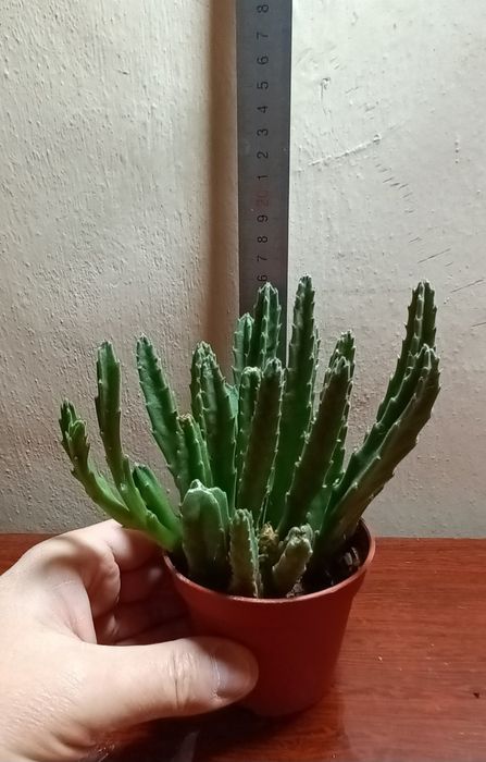 Домашнее растение Секкулент