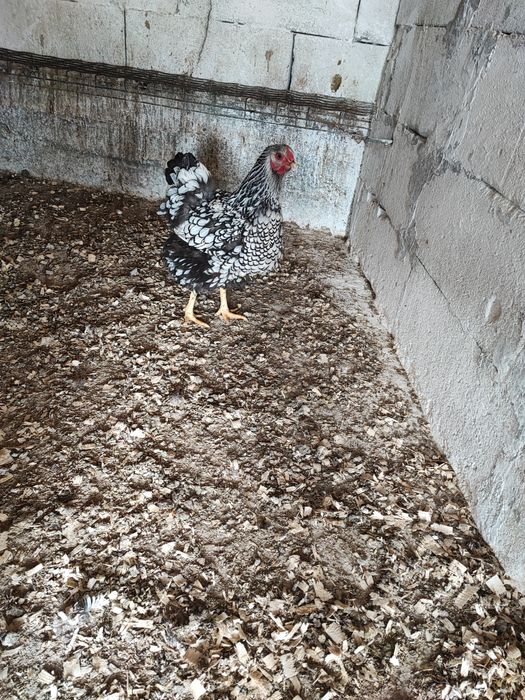 Cocos moțat bărbos metis wyandotte+ puica wyandotte