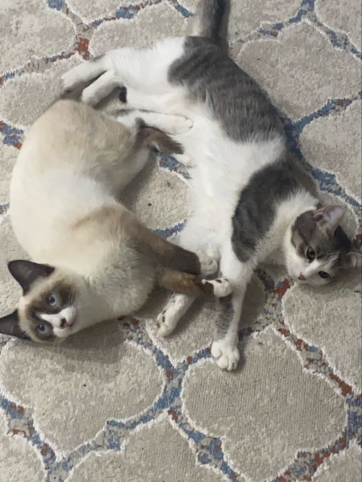 Котёнок Микки ищет дом