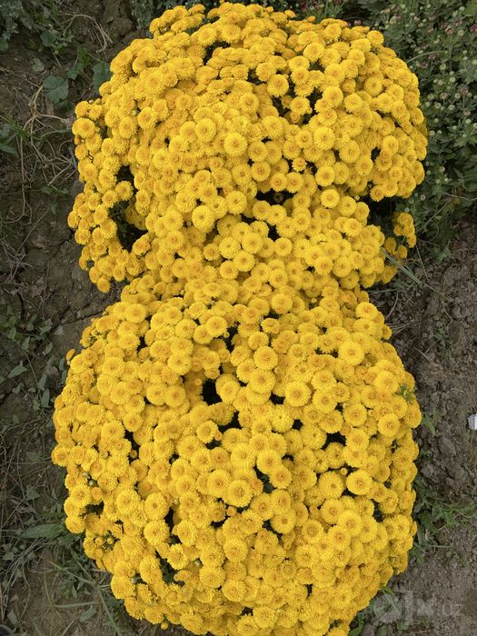 Globus gullari bor har xil rangidan katta kichigidan kop yillik kelish
