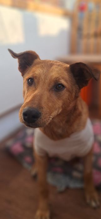 Стерилизованная собака в частный дом!