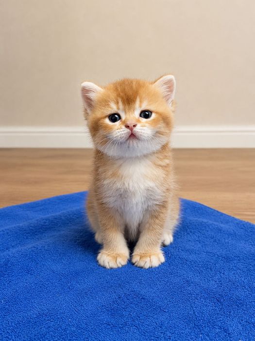 Британские котята шиншиллы