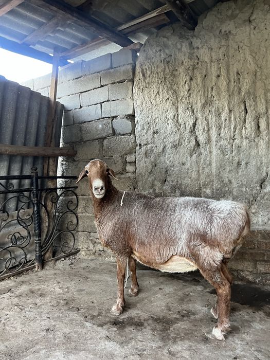 Arashan qochqor va sovluq sotiladi