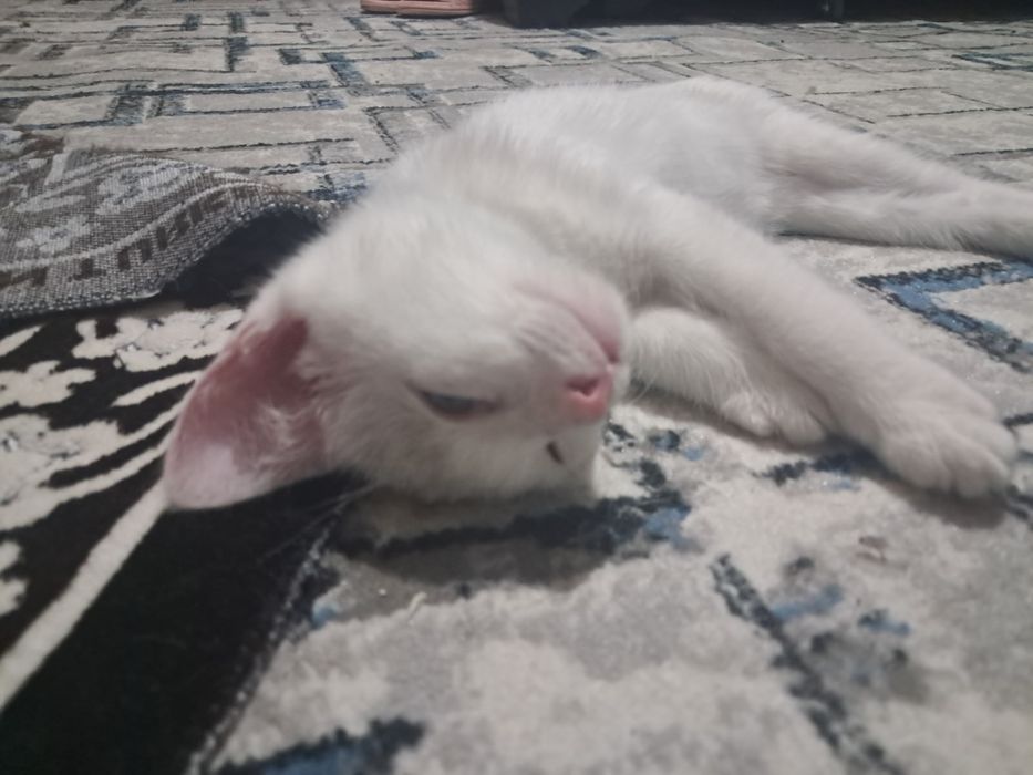 Отдам котёнка, 3 месяца, мальчик. К лотку приучен.