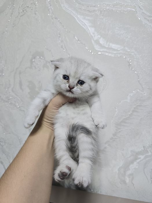 Серебристый шиншилла девичка