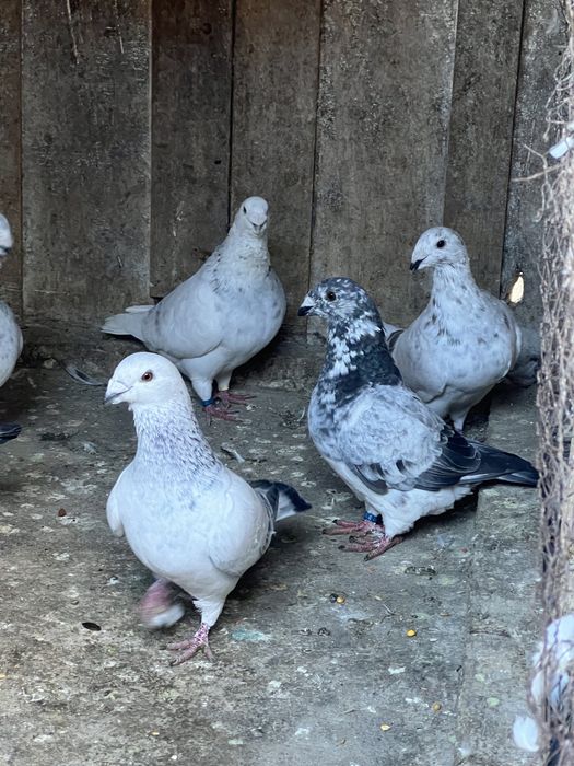 Porumbei Voiajori standard .