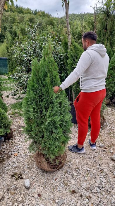 Tuia smaragd 2m calitate Extra