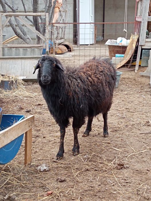 қойлар бар сатылатын