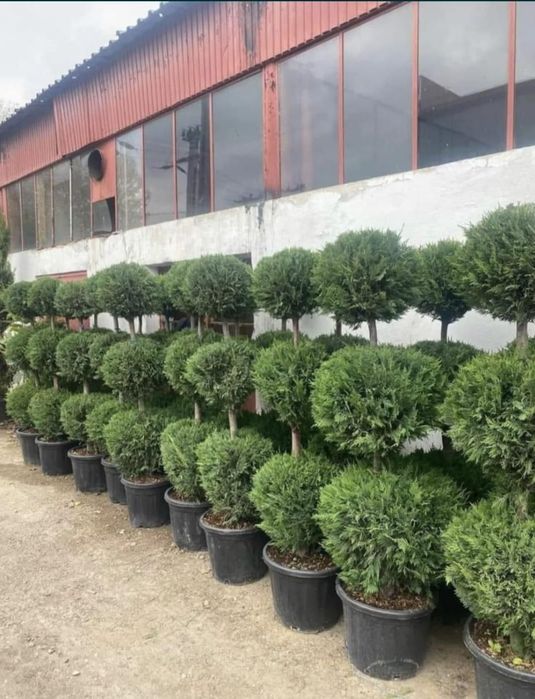 Plante naturale ornamentale pentru gradina ta