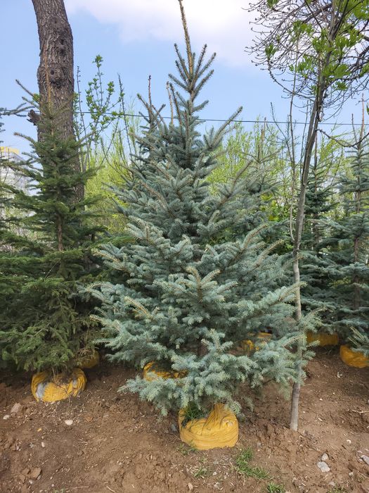 Ели и берёзы (lat betula)