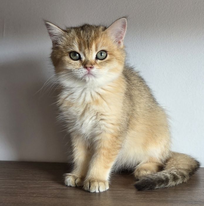 Fetita british shorthair
