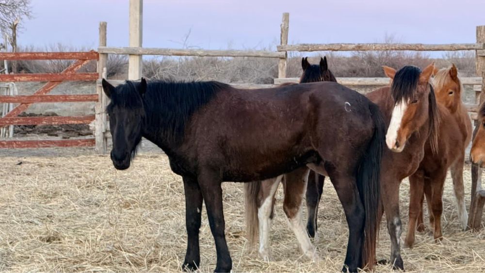 Жылкы 6 жаста семиз