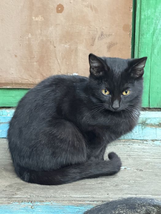 Отдам котенка в добрые руки (девочка)