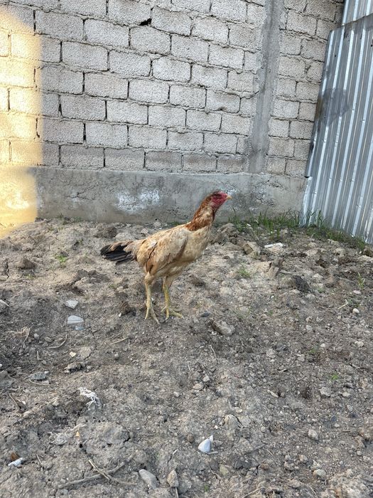 Dakan Xoroz tovuq ganoy  дакан srochno