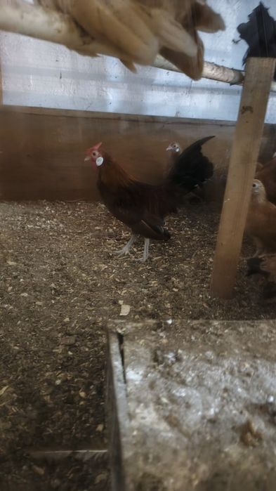 Palivi bentam xorozlari sotiladi