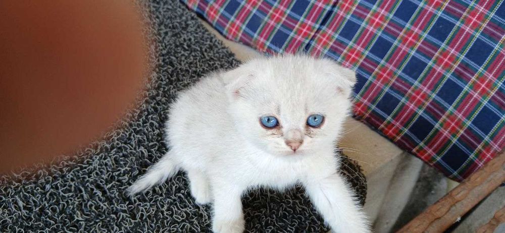 Porno yigitni chiroyli tarzda silkitadi