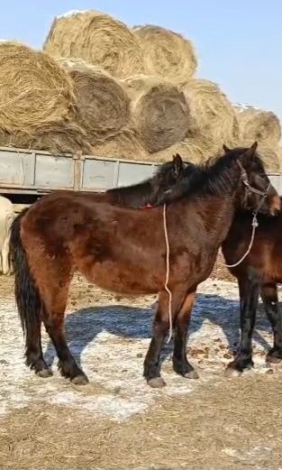 Тай-байтал сатылады