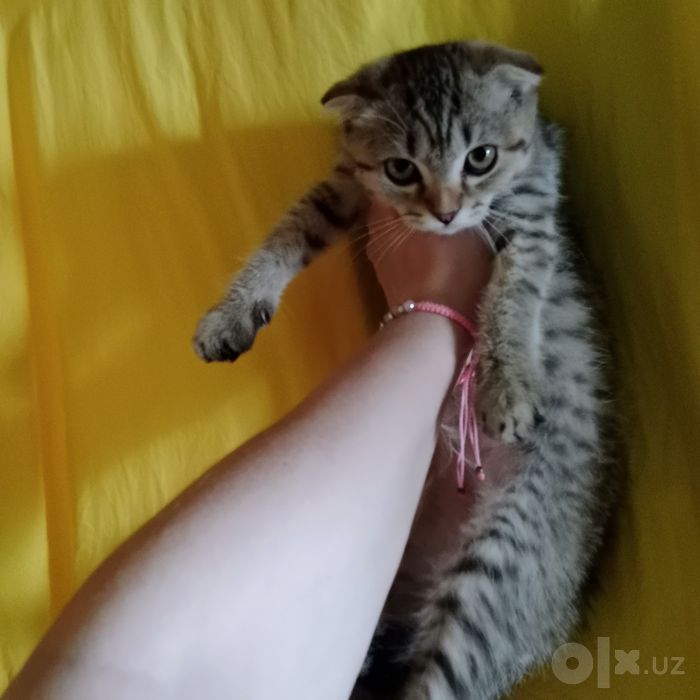 Девочка Скоттиш фолд табби чистокровная умная малышка