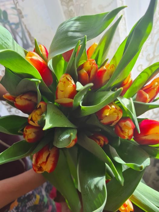 Тюльпаны 700 тенге