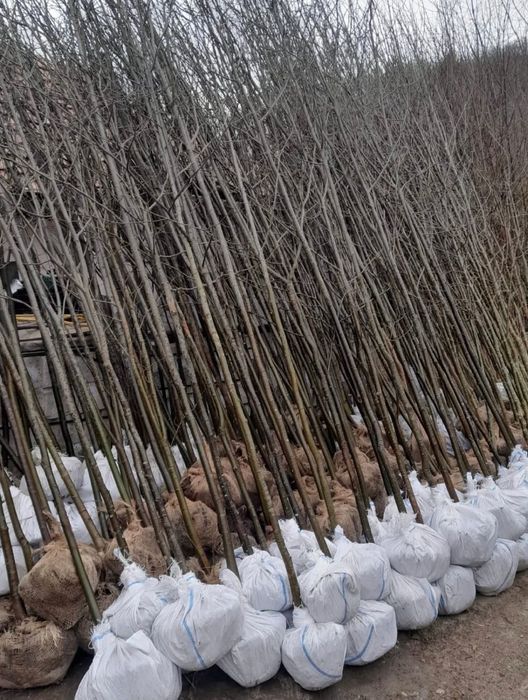 Copaci ornamentali 3-5m oferim transport gratuit