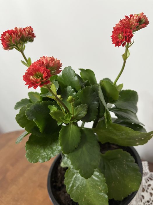 Продам Декоративное Каланхое