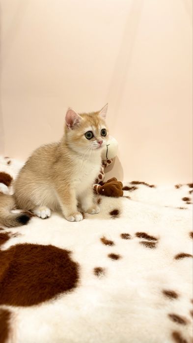 Британские котята золотая шиншилла