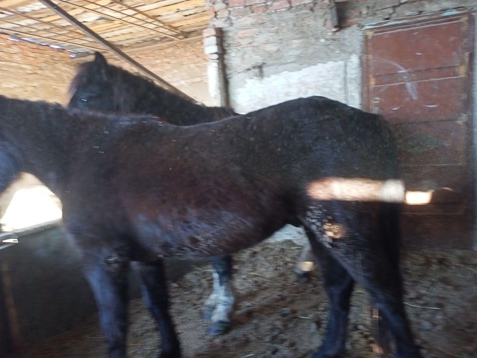 Продам лошади на откорме.