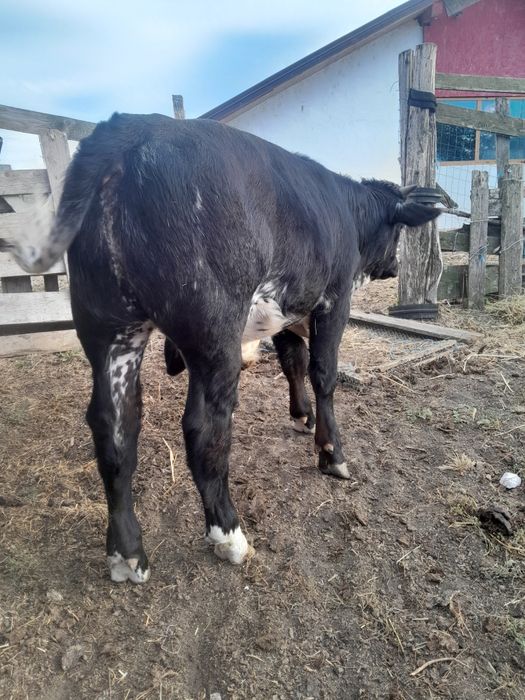 Vând 2 tăurași de rasă