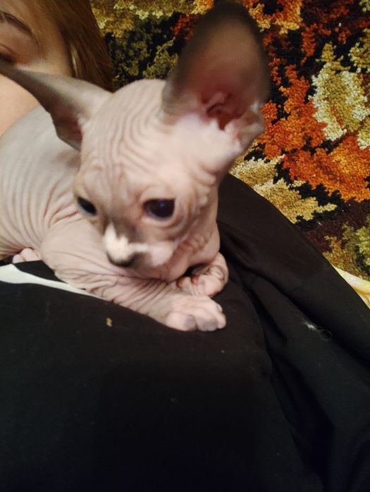 Продам котёнка донского сфинкса