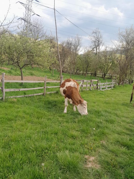 Vaca de vanzare cu vitel