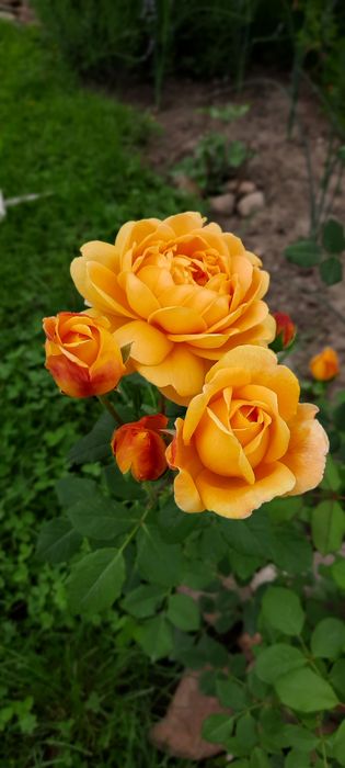Розы кустовые с ЗКС