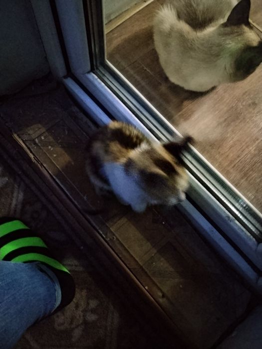 Отдам котенка трехцветный