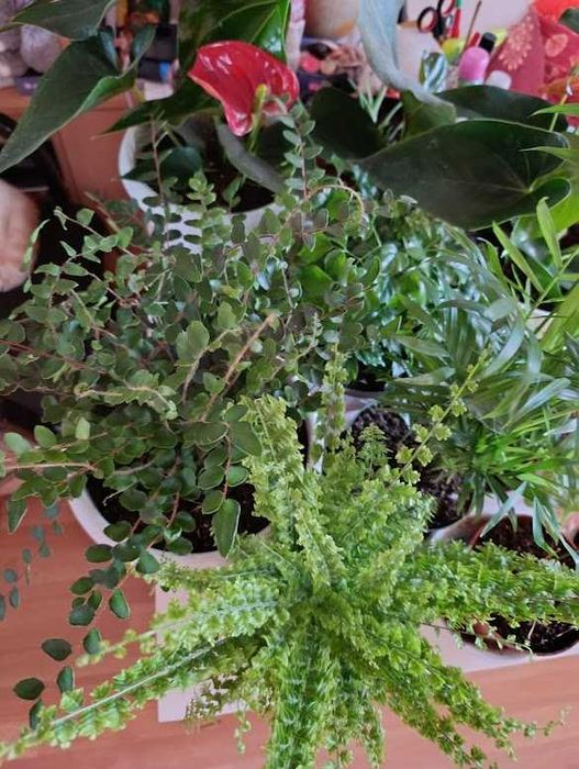 Палма прекрасна 120см.